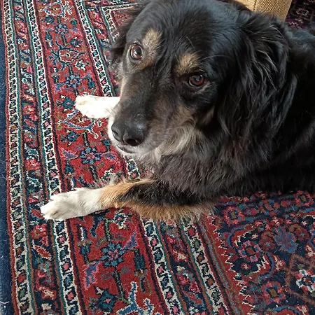 Oda ve Kahvaltı Jacky's Place Helmond