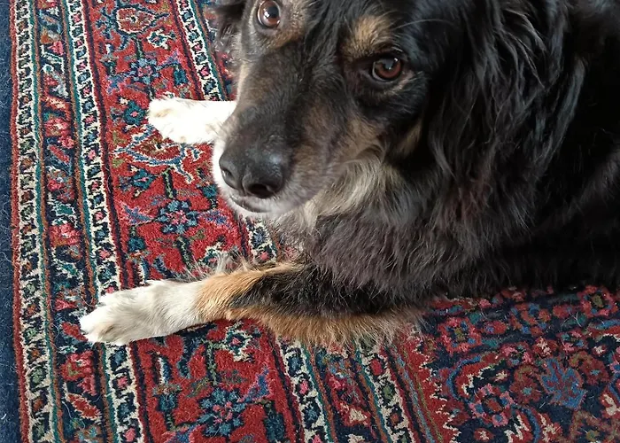 Frühstückspension Jacky's Place Helmond